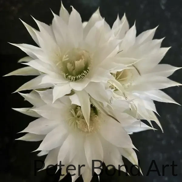 Photography
