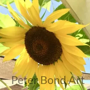 d6721a0c 570d 4c47 9db0 2902fc30e921 1 201 a