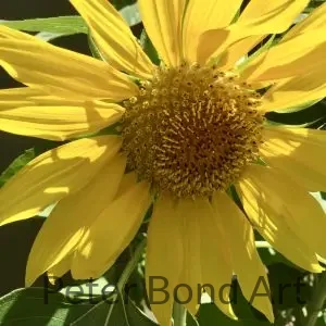 Vertical Multi Framed- 4 Flowers Brown f96de0b6 5a44 4123 9734 0be4378a5b2a 1 201 a
