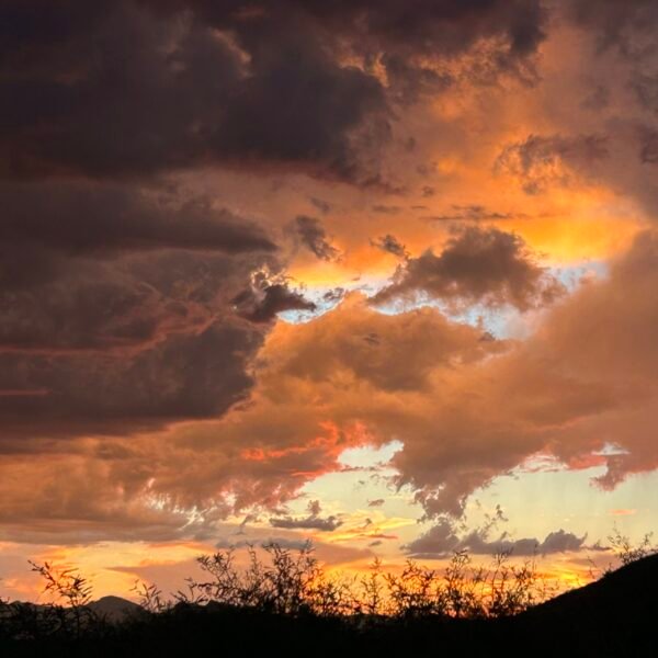 photo print 8"x10" firebush (copy)