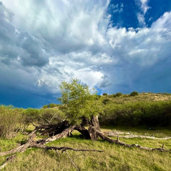 photo print 8"x10" firebush (copy)